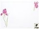 Acheter Nappe papier jetable deco iris violet 30 X 40 colis de 500