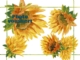 Acheter Nappe papier Champs de Tournesol 30 x 40 paquet de 500