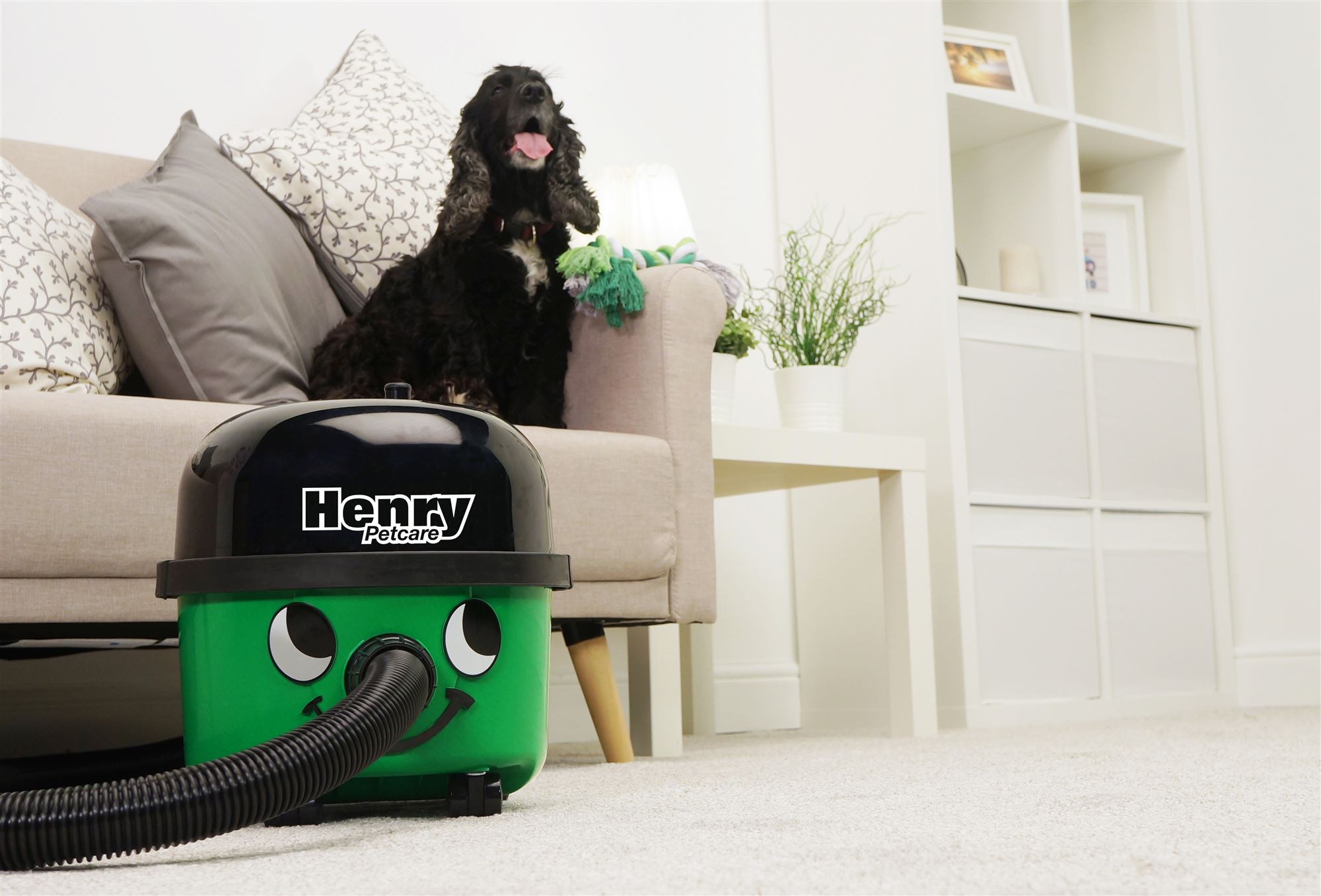 Henry Petcare poils animaux: Numatic - Voussert